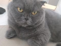 -鼓捣猫呢主题猫咖店