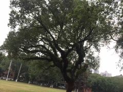 -中山大学学者灵芝(园南路店)