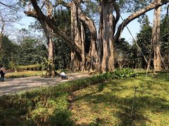 -瑞丽独树成林风景区