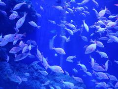 -成都浩海立方海洋公园