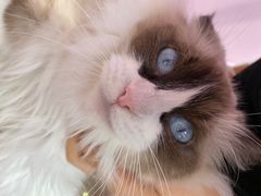 -70cat德文卷毛猫·缅因猫纯种猫舍