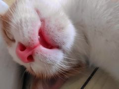 -关爱宠物医院·猫科中心·消化科(滨湖万达分院)