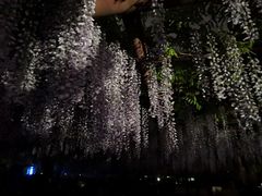 -嘉定紫藤园