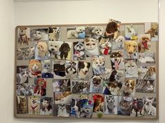 -宠物星动物医院·眼科·异宠·猫科(江南大道总院)