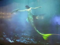 -烟台海昌鲸鲨海洋公园