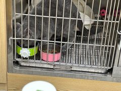 -爱佳宠物中心医院24H·CT·骨外科·猫专科(瑶海万达店)