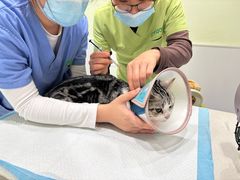 -艾吉宠物医院·疑难杂症转诊中心·猫友好(碧江路院)