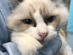 -爱贝特动物医院·猫口炎专科
