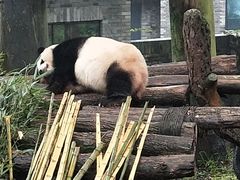 -都江堰中华大熊猫苑