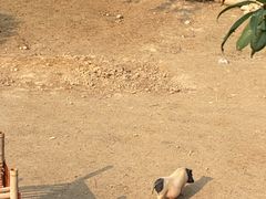 -泉州海丝野生动物世界