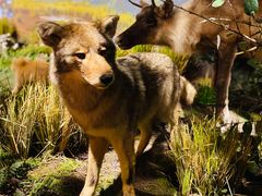 -陕西自然博物馆