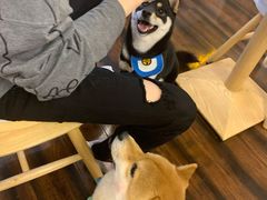 -豆柴町-柴犬主题狗咖(红鼎国际C座店)