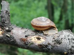 -金钉子远古世界景区