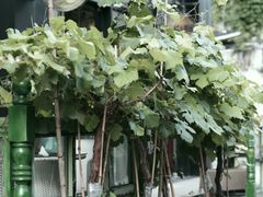 -梧桐花园餐厅(新城店)