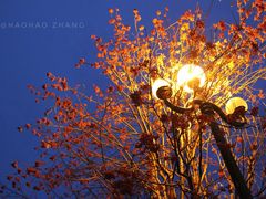 -北海道厅旧本厅舍(旧本庁舎)