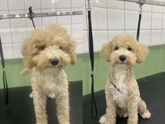 -瑞鹏宠物医院·宠保定点·心脏科·内科(御桥分院)