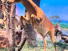 -国家自然博物馆