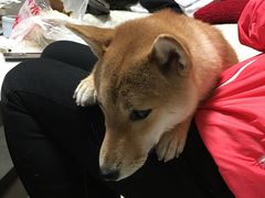 -鲜芋仙(常州吾悦国际广场店)