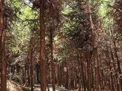 -重庆睡佛山森林公园