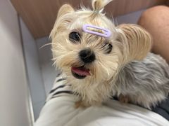 -达爱动物医院·犬猫分区·CT·复杂眼科(远洋山水分院)