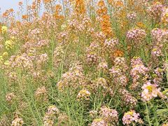 -中国天府农业博览园