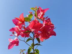 -莲花山公园