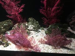 -暹罗海洋世界