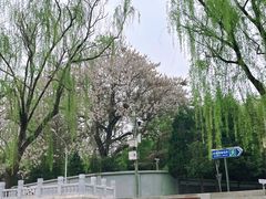 -皇家御河游(紫御湾码头)