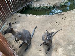 -呀路古热带植物园