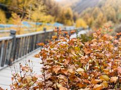 -苏木山森林公园