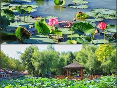 -祥源·阜阳生态乐园