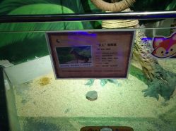 -未来动物城主题公园(正弘城店)