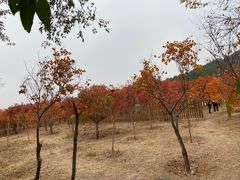 -北京十三陵国家森林公园蟒山景区