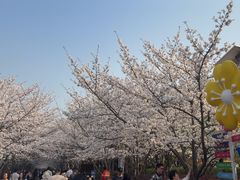 -高东镇樱花园