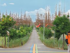 -上海长兴岛郊野公园