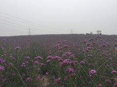 iphone_upload_pic-紫颐香薰山谷景区