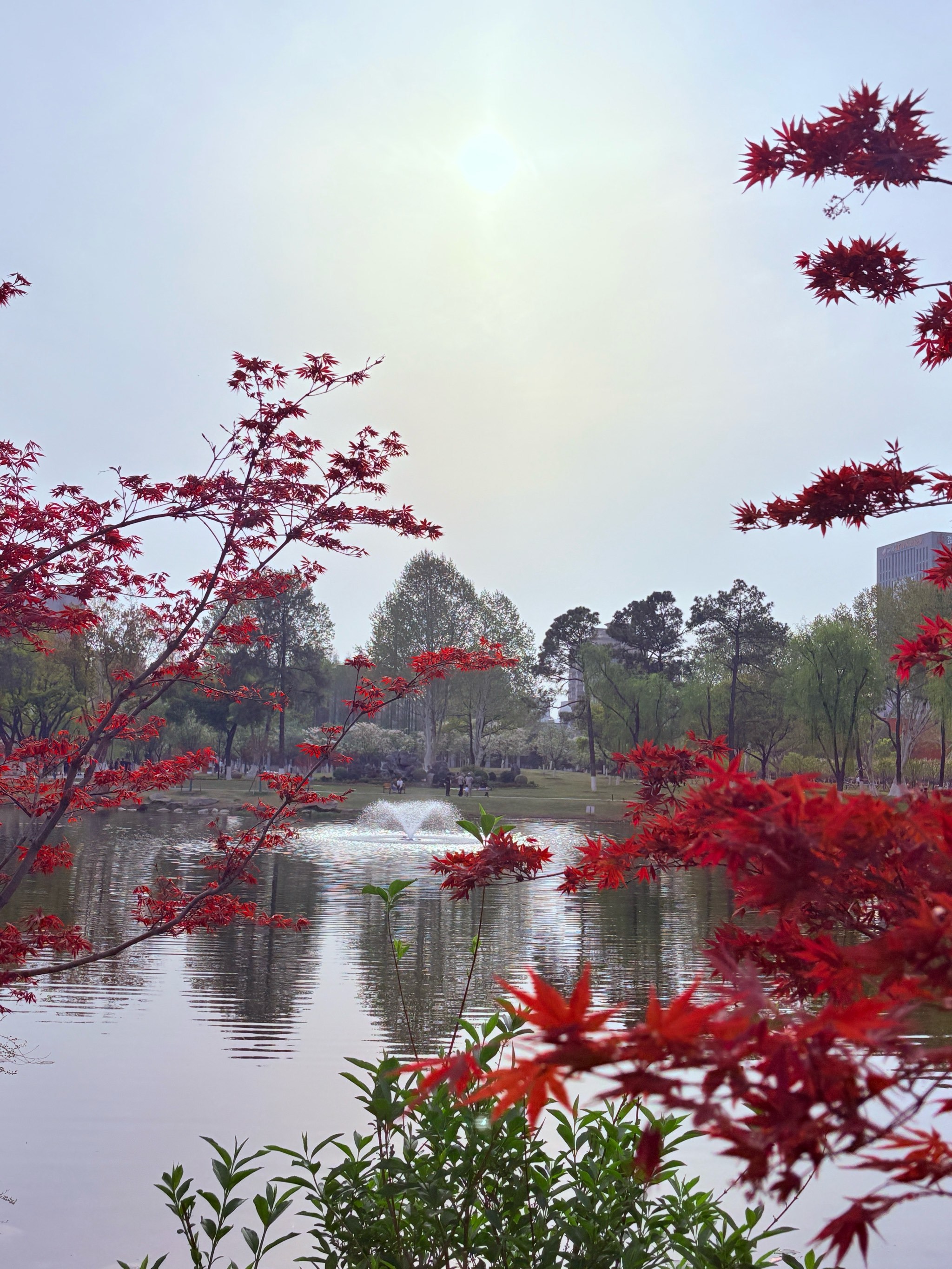 公园风光好武汉免费踏青,露营好去处