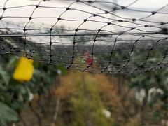 -马陆小张葡萄园农家乐