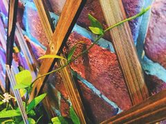 墙边的小生命-FD西餐厅