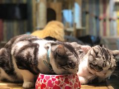 -小时光咖啡馆(开森度假森林店)