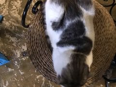 -猫猫幼稚园·撸猫·桌游·电玩