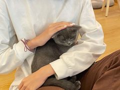 -猫咪派对(江南西店)