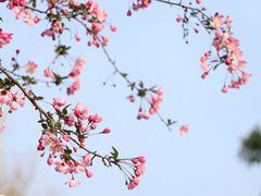 -莫愁湖公园