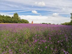 -北纬44度·金珠花海休闲农业旅游景区