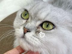-Heymao猫咖.咖啡厅(东门店)