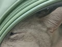 -瑞派宠物医院·犬猫全科·猫友好(宾水西道店)