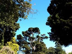 -墨尔本皇家植物园