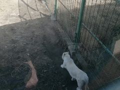 -新疆天山野生动物园