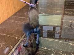 -宠颐生斯嘉宠物医院·急重症·心内科(谷阳北路分院)