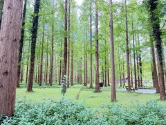 -黄海国家森林公园